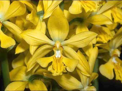 Cuidados e Cultivo da Orquídea Calanthe