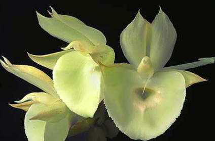 Cuidados e Cultivo da Orquídea Catasetum