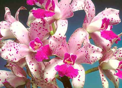Cuidados e Cultivo da Orquídea Cattleya