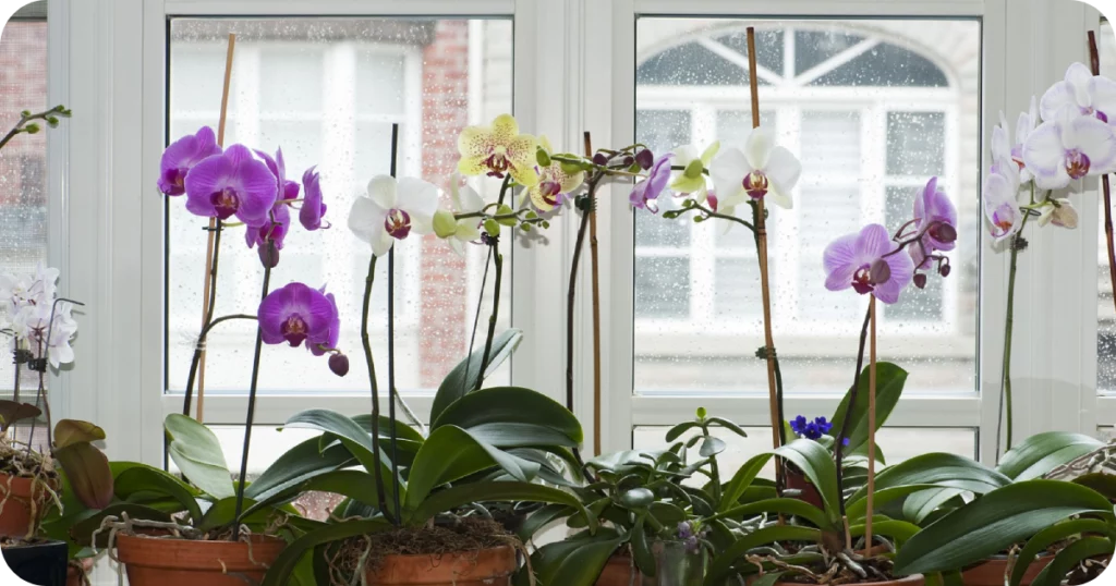 Guia para Plantar Orquídeas de Forma Saudável em Casa